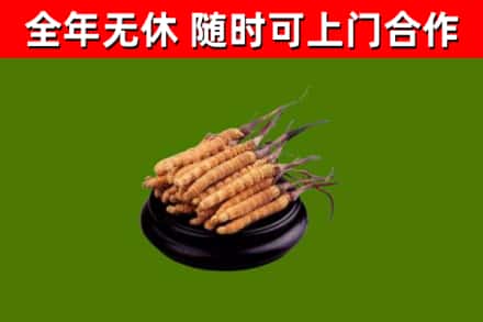 新建回收散虫草