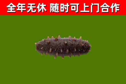 新建回收海参干
